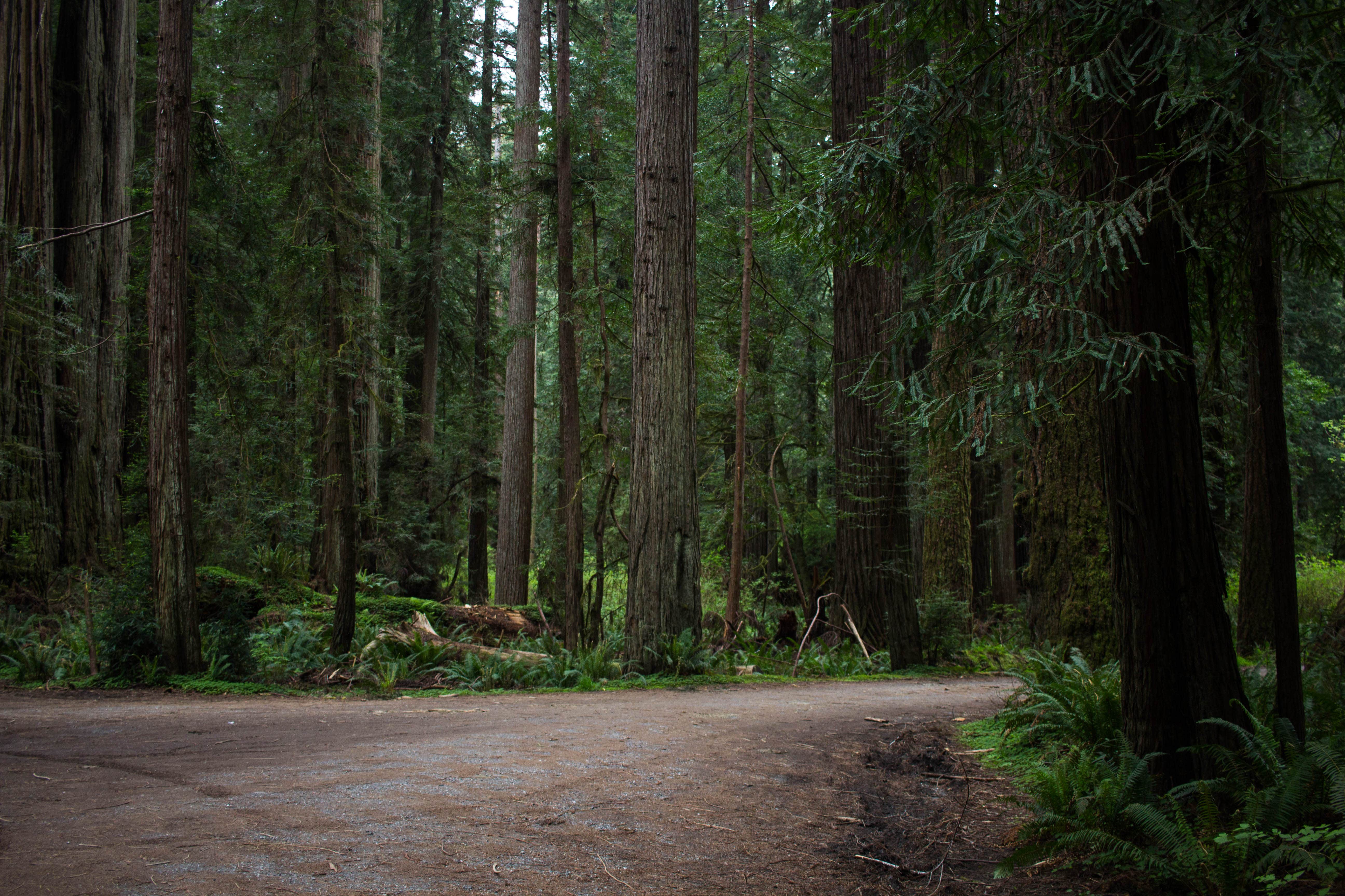 Flint Ridge Redwood National and State Park The Dyrt