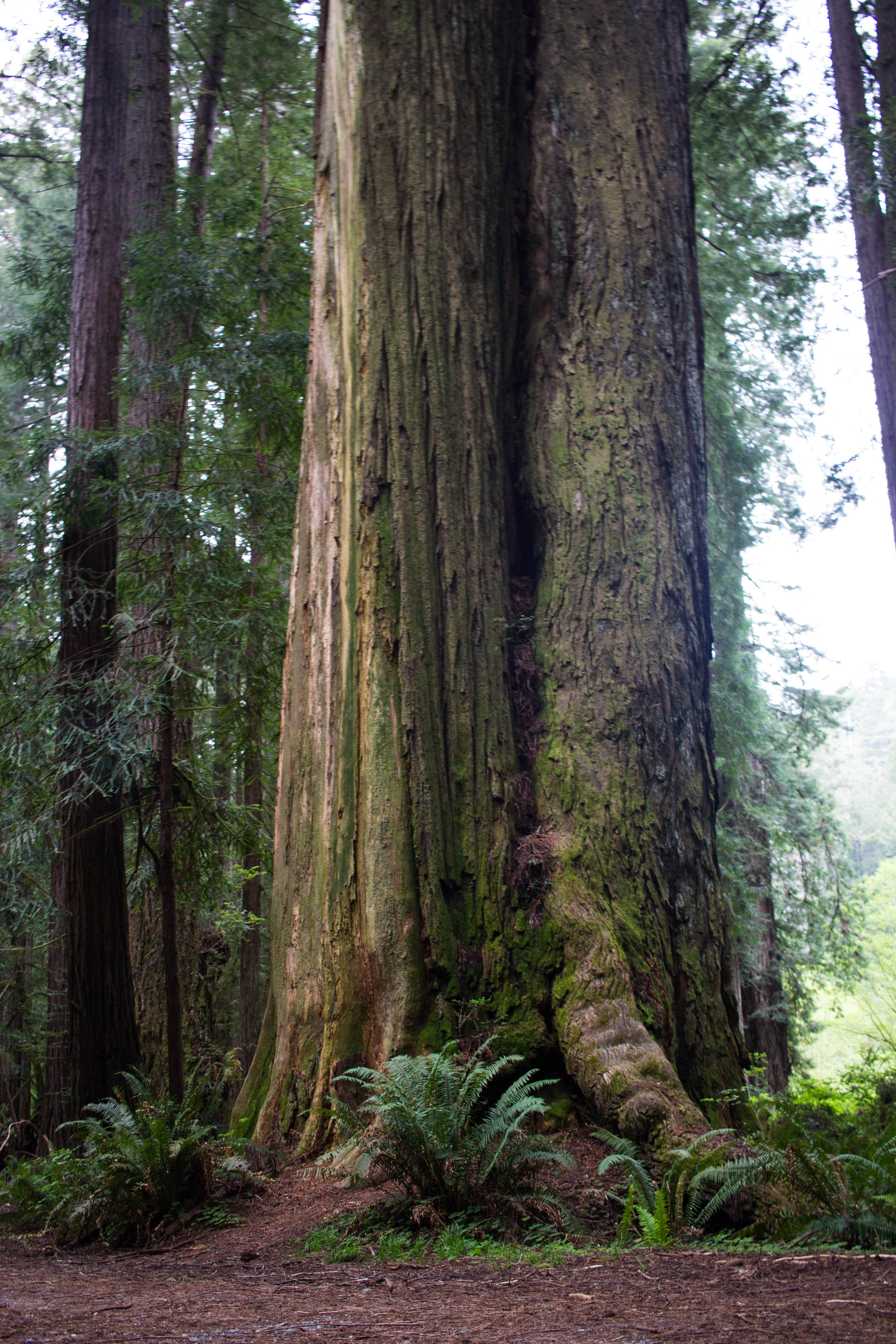Flint Ridge Redwood National and State Park The Dyrt