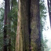 Review photo of Flint Ridge - Redwood National and State Park by Apryl E., July 15, 2018