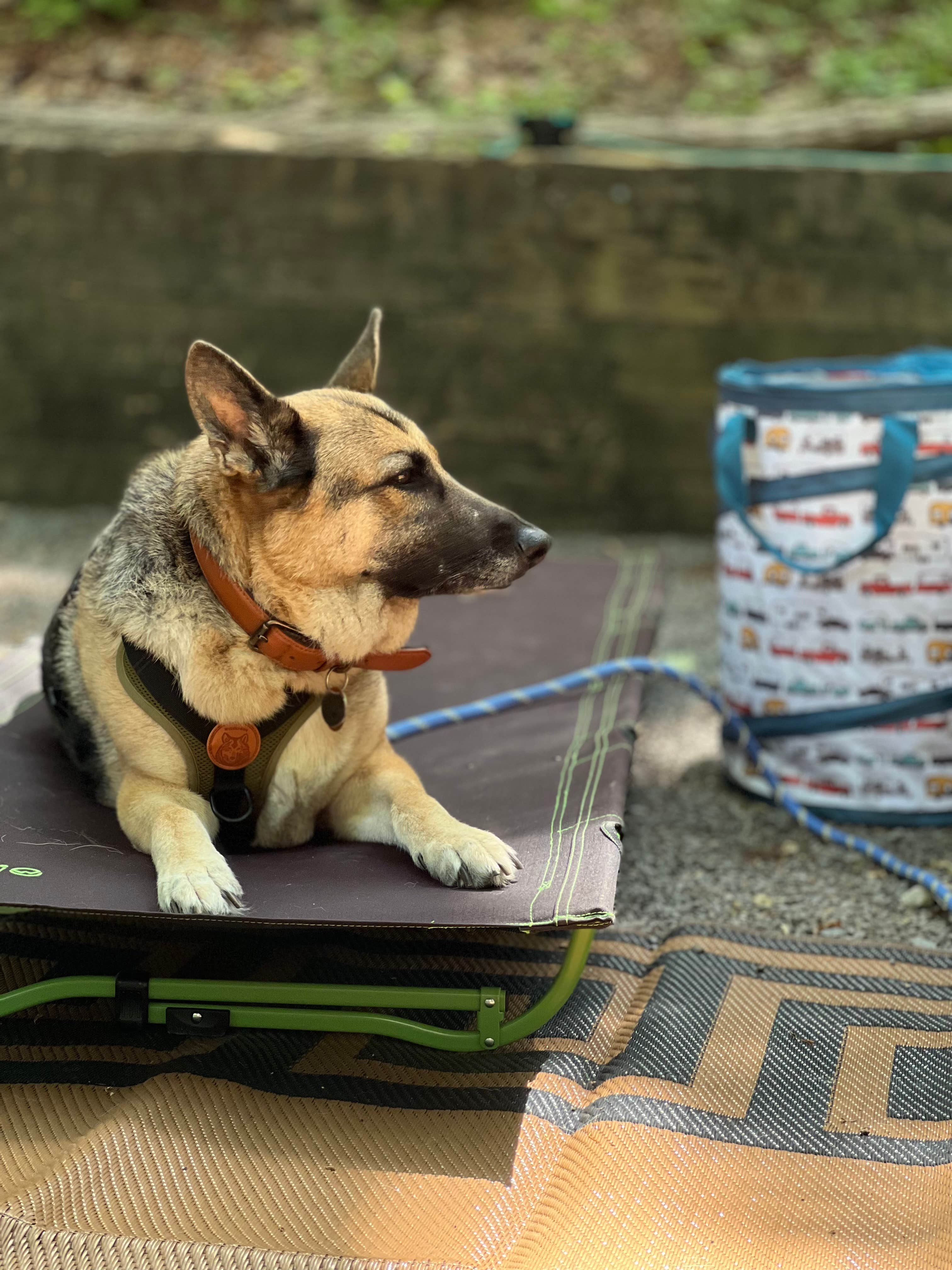 Lorena M.'s photo of camping with pets at Fort Mountain State Park Campground near Apison, TN