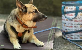 Lorena M.'s photo of camping with pets at Fort Mountain State Park Campground near Carters Lake