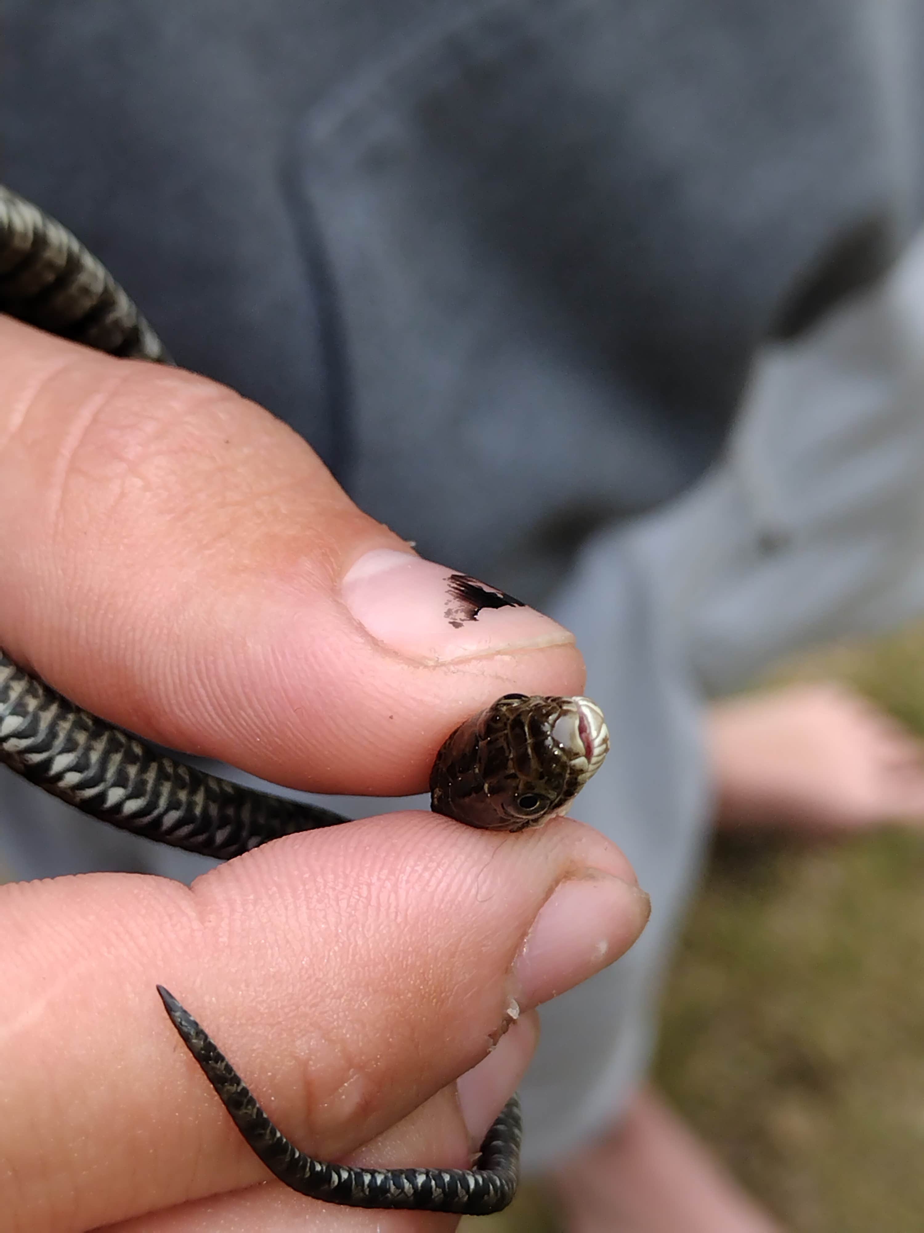 Camper-submitted photo at Blue Lake County Park near Twin Lake, MI