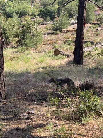 christian's photo of camping with pets at Chilao Campground near Acton, CA