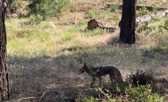 christian's photo of camping with pets at Chilao Campground near San Gabriel, CA