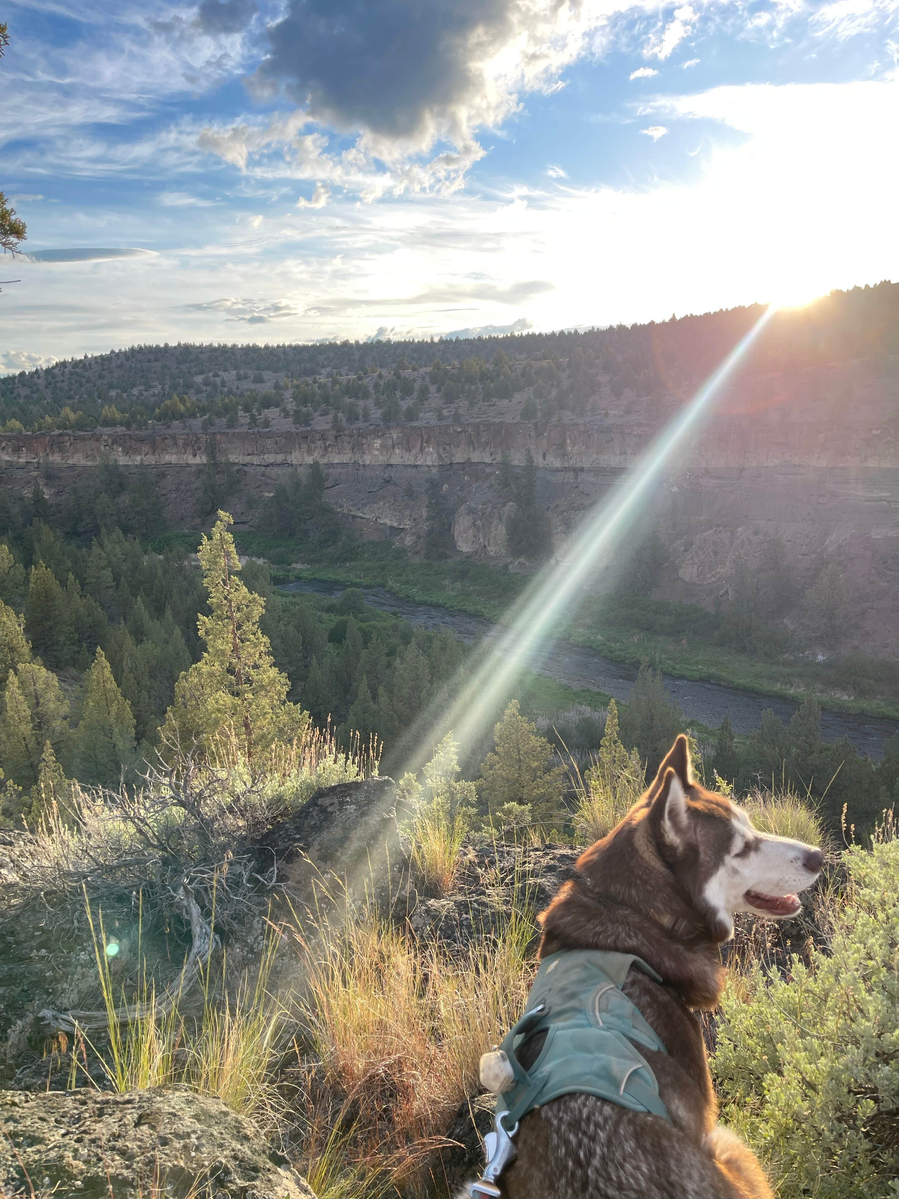 Braden M.'s photo of camping with pets at Steelhead Falls Trailhead & Campground near Sisters, OR