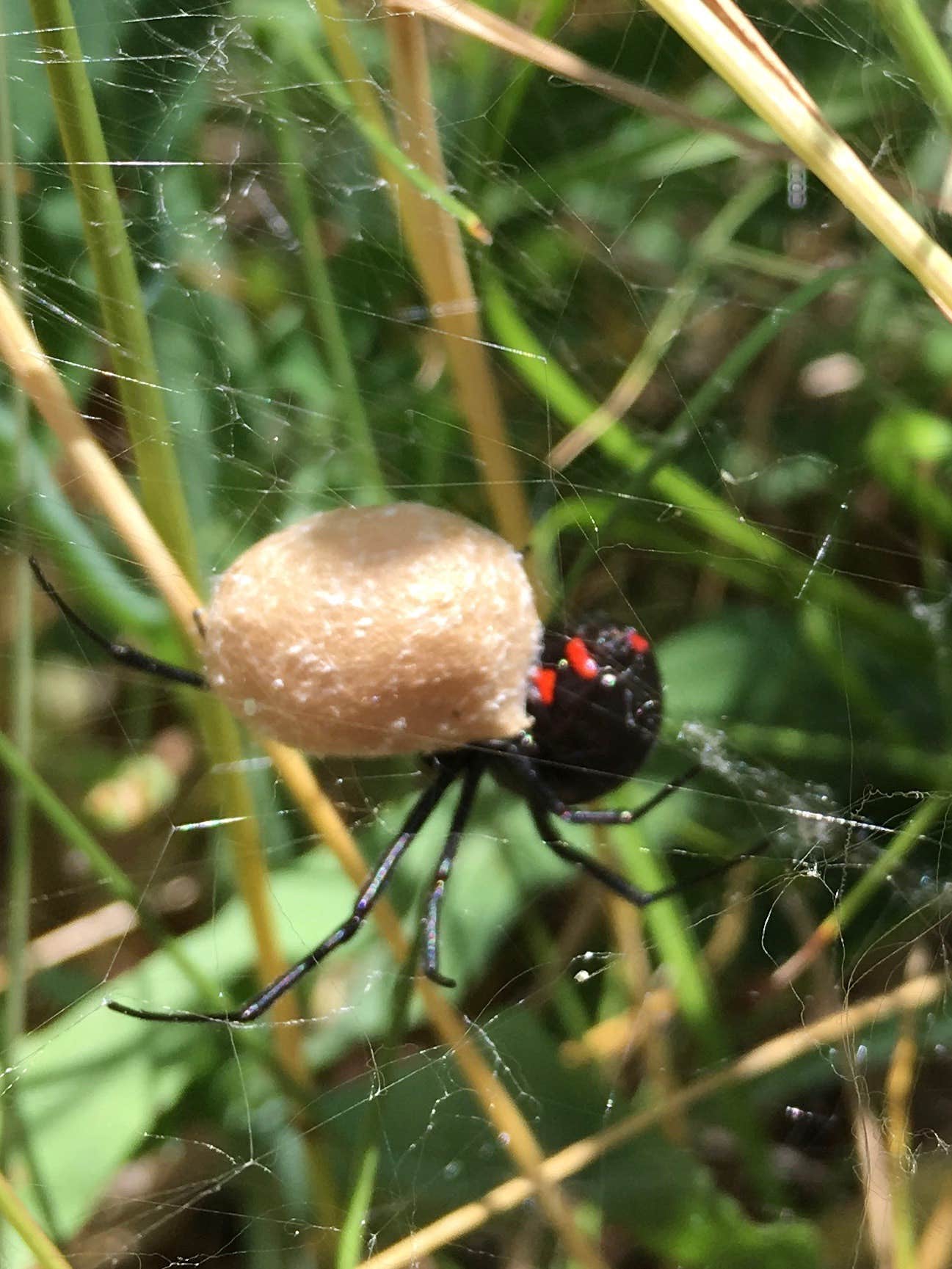 Camper-submitted photo at Rainbow Bend State Forest Campground & Canoe Camp near Gaylord, MI