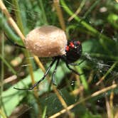 Review photo of Rainbow Bend State Forest Campground & Canoe Camp by Heidi S., July 16, 2018