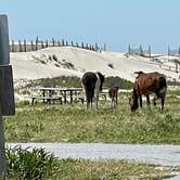 Review photo of Assateague State Park Campground by Sonyia W., June 13, 2022