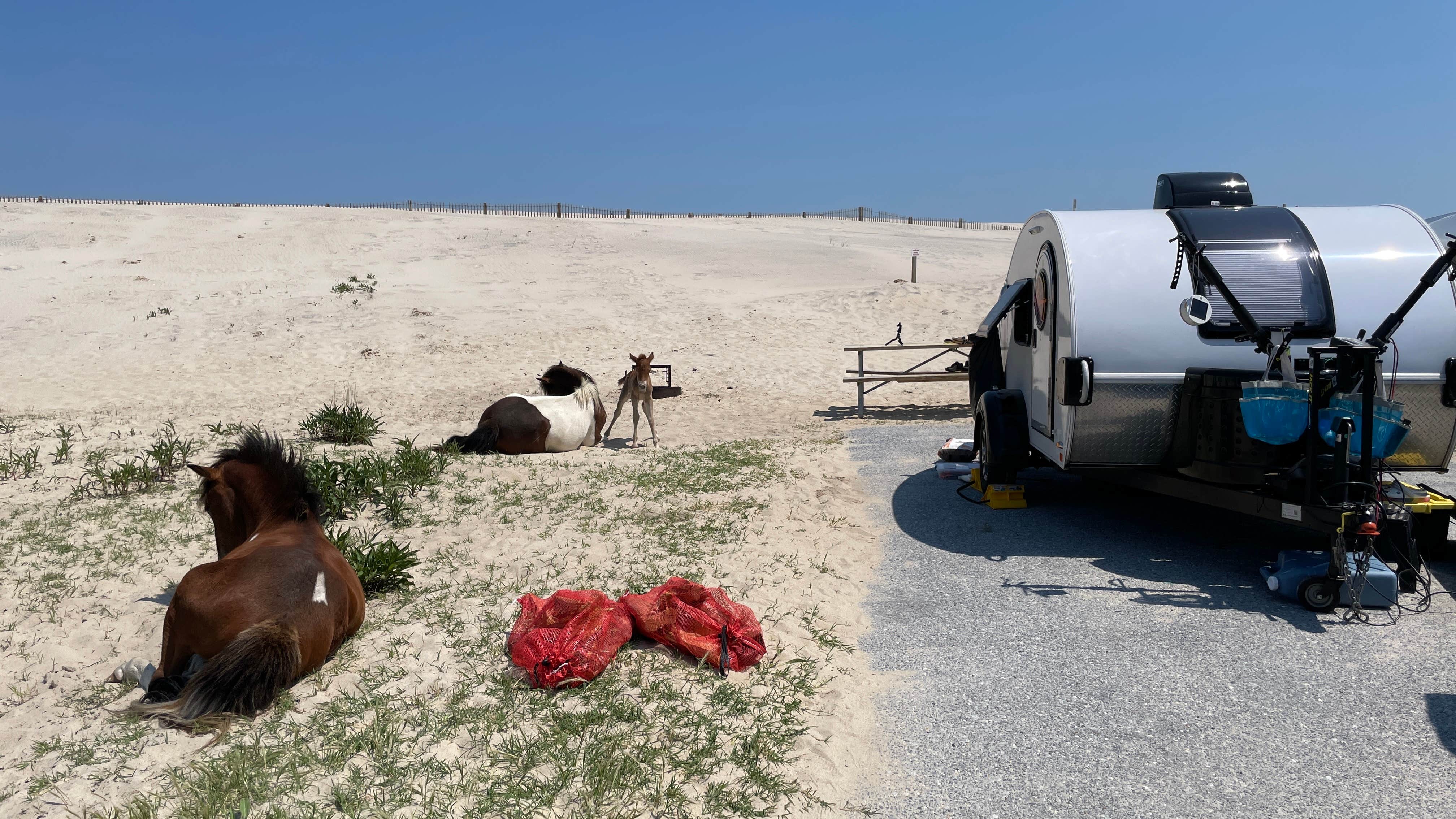 Sonyia W.'s photo of camping with pets at Assateague State Park Campground near Ocean Pines, MD