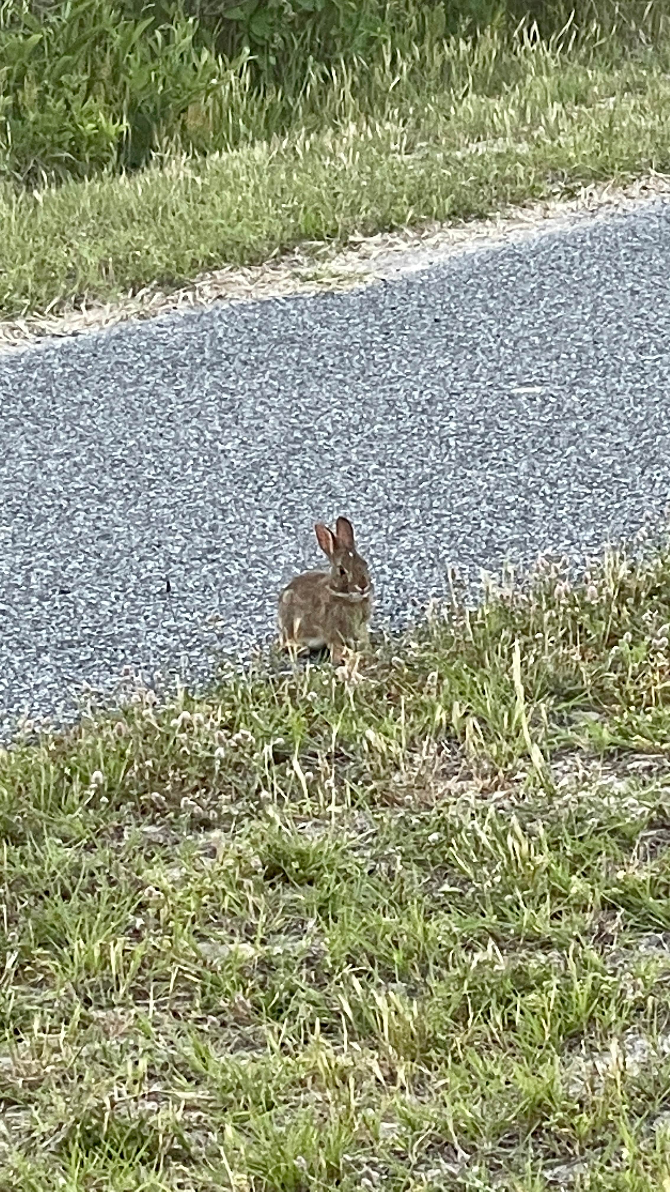 Sonyia W.'s photo of camping with pets at Assateague State Park Campground near Bethany Beach, DE