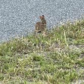 Review photo of Assateague State Park Campground by Sonyia W., June 13, 2022