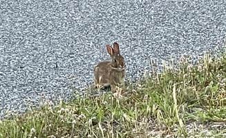 Sonyia W.'s photo of camping with pets at Assateague State Park Campground near Salisbury, MD
