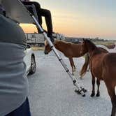 Review photo of Assateague State Park Campground by Sonyia W., June 13, 2022