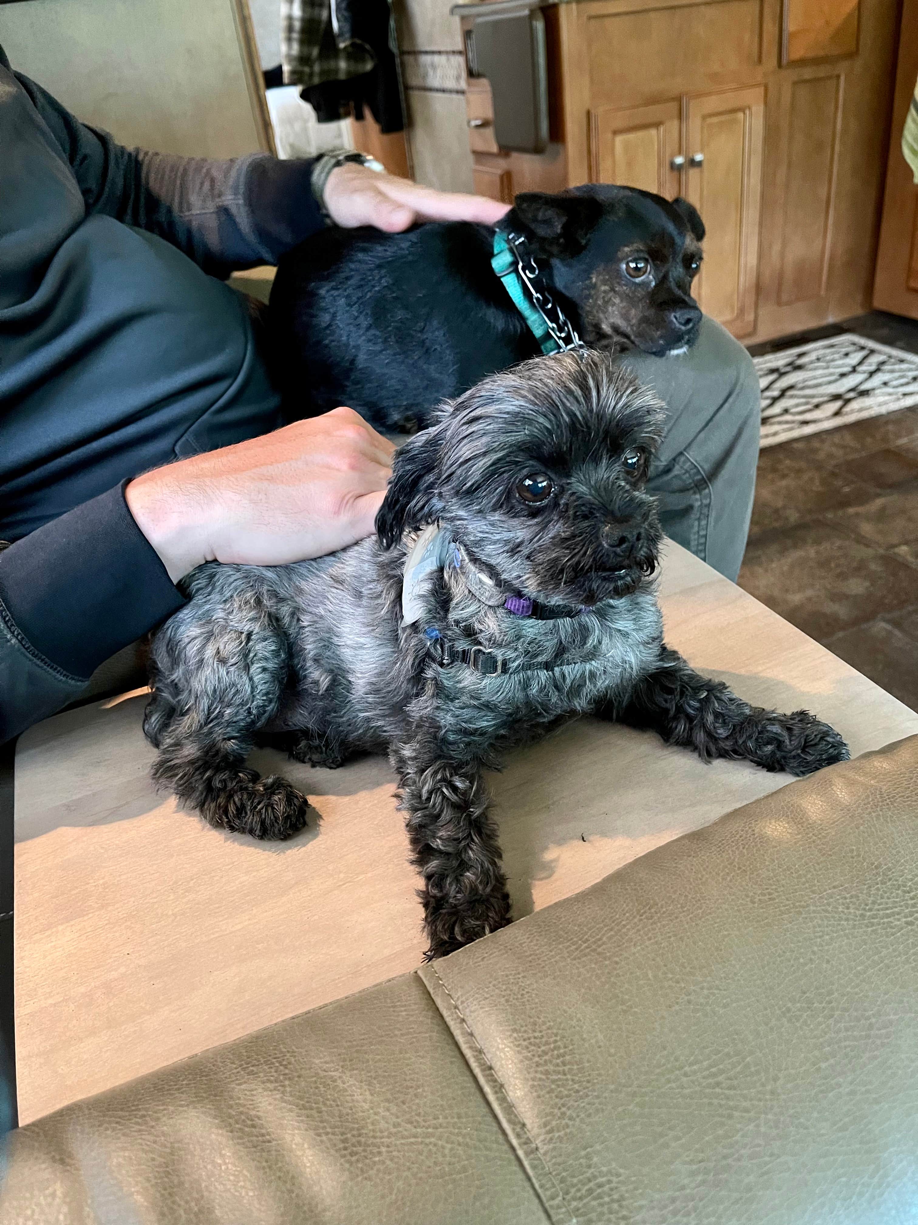 L & J L.'s photo of camping with pets at Rimrock Lake Resort near Yakima, WA