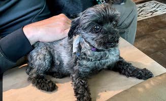 L & J L.'s photo of camping with pets at Rimrock Lake Resort near Yakima, WA