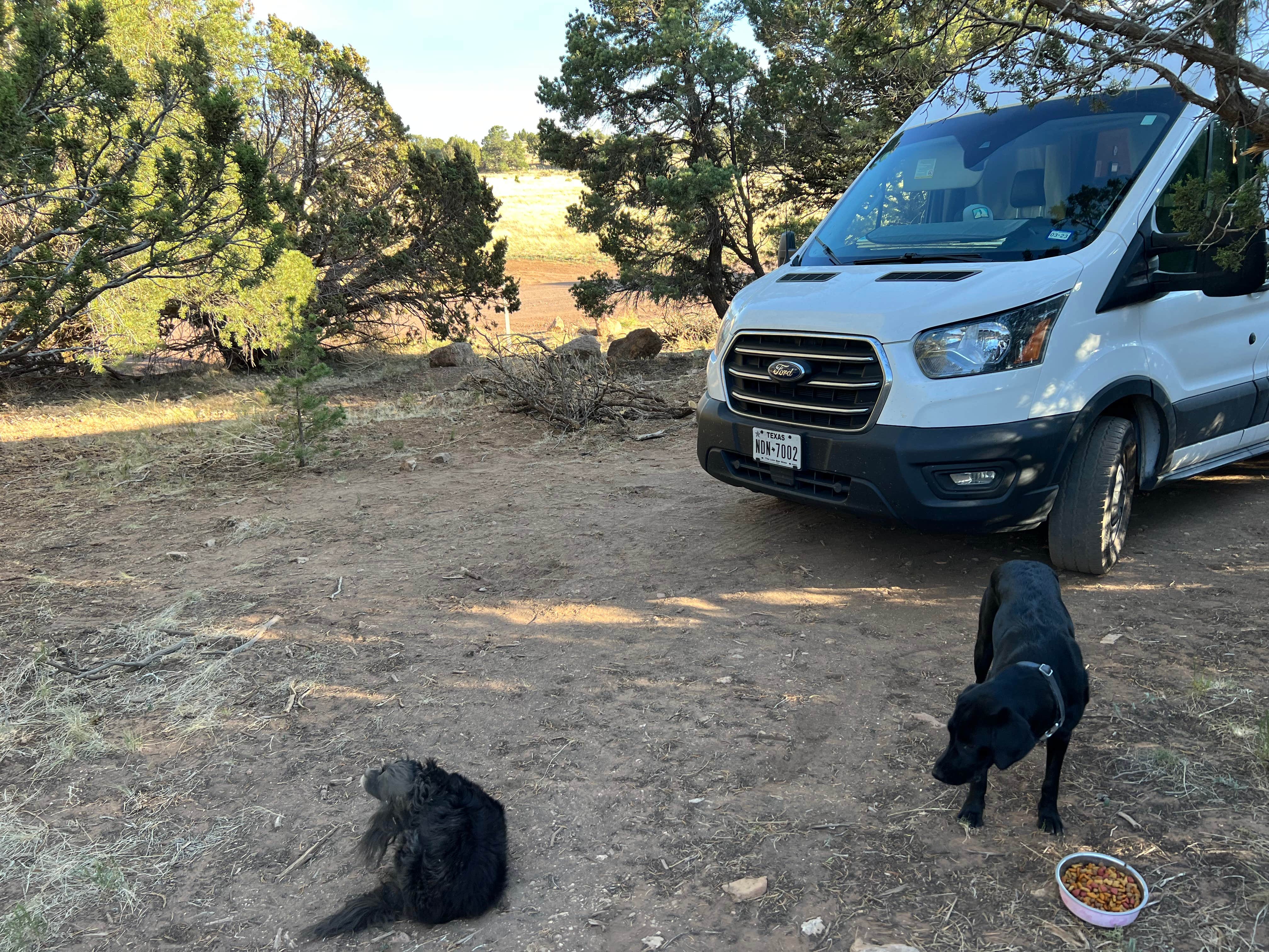 Cyndee F.'s photo of camping with pets at Walnut Canyon Rd Dispersed Camping - CLOSED UNTIL 2025 near Mormon Lake, AZ