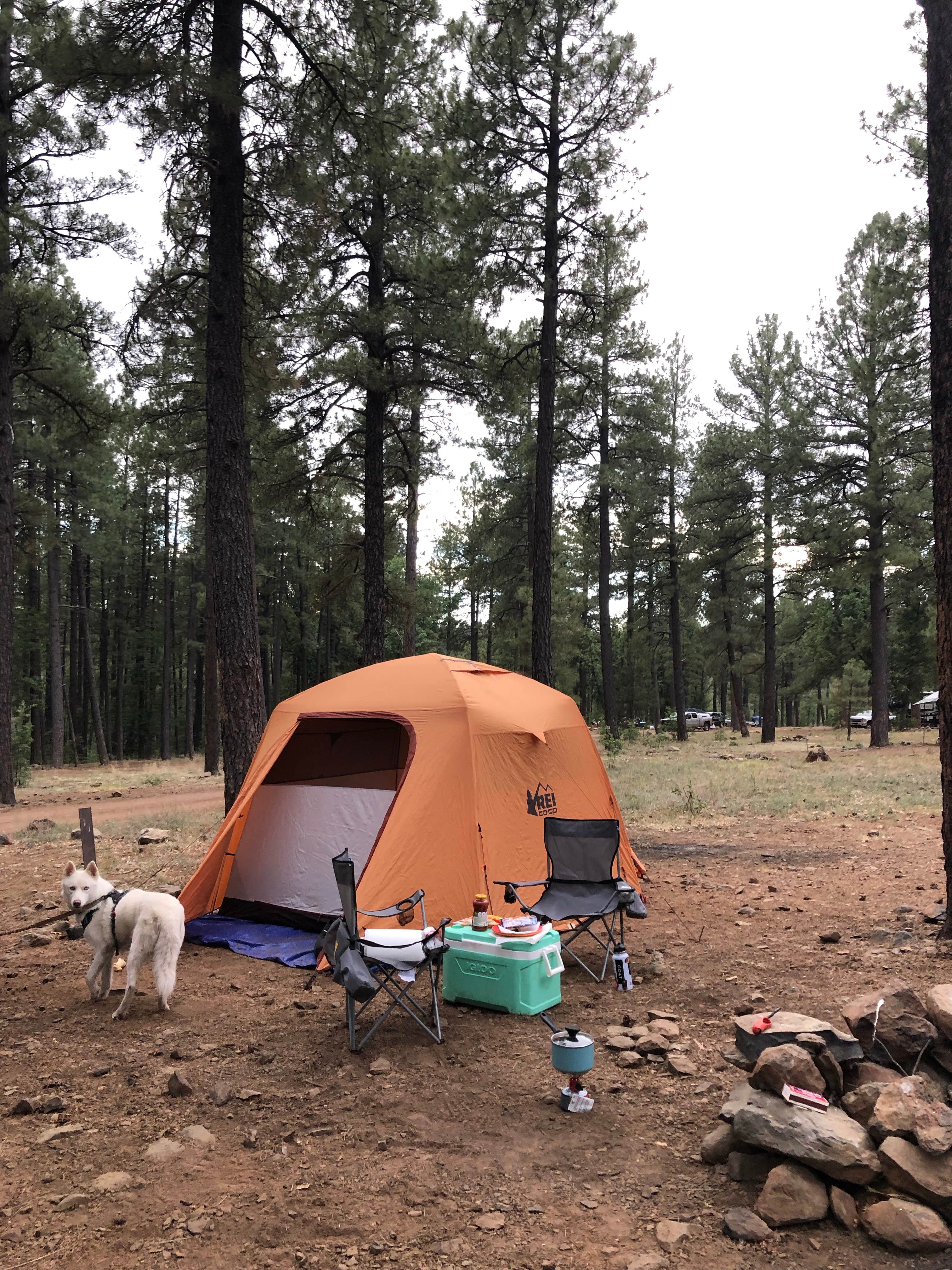 Sara's photo of a dispersed camping area at Pumphouse Wash (FR 237) Dispersed Camping Area near Flagstaff, AZ
