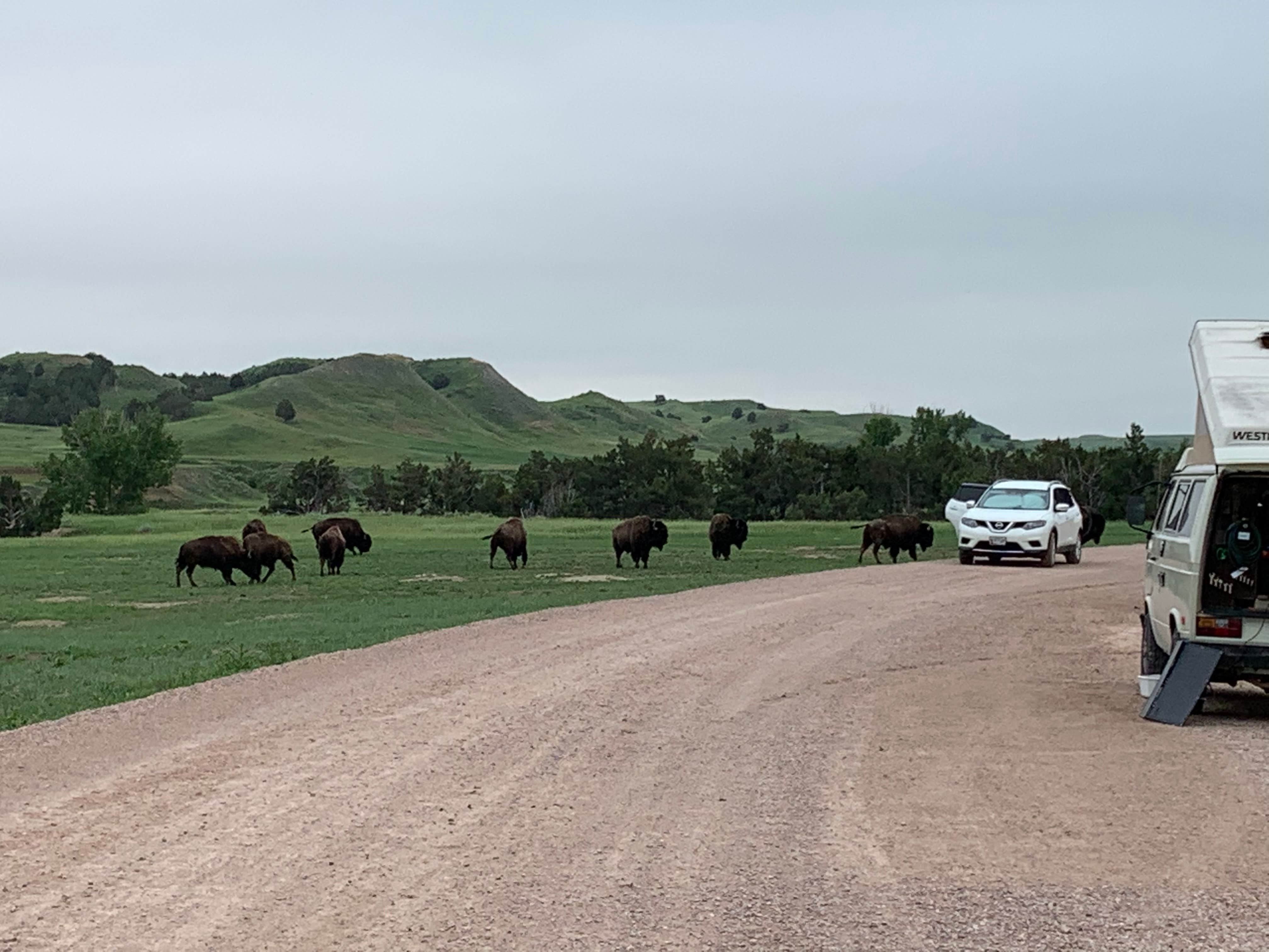 James's photo of camping with a horse at Sage Creek Campground near Hermosa, SD