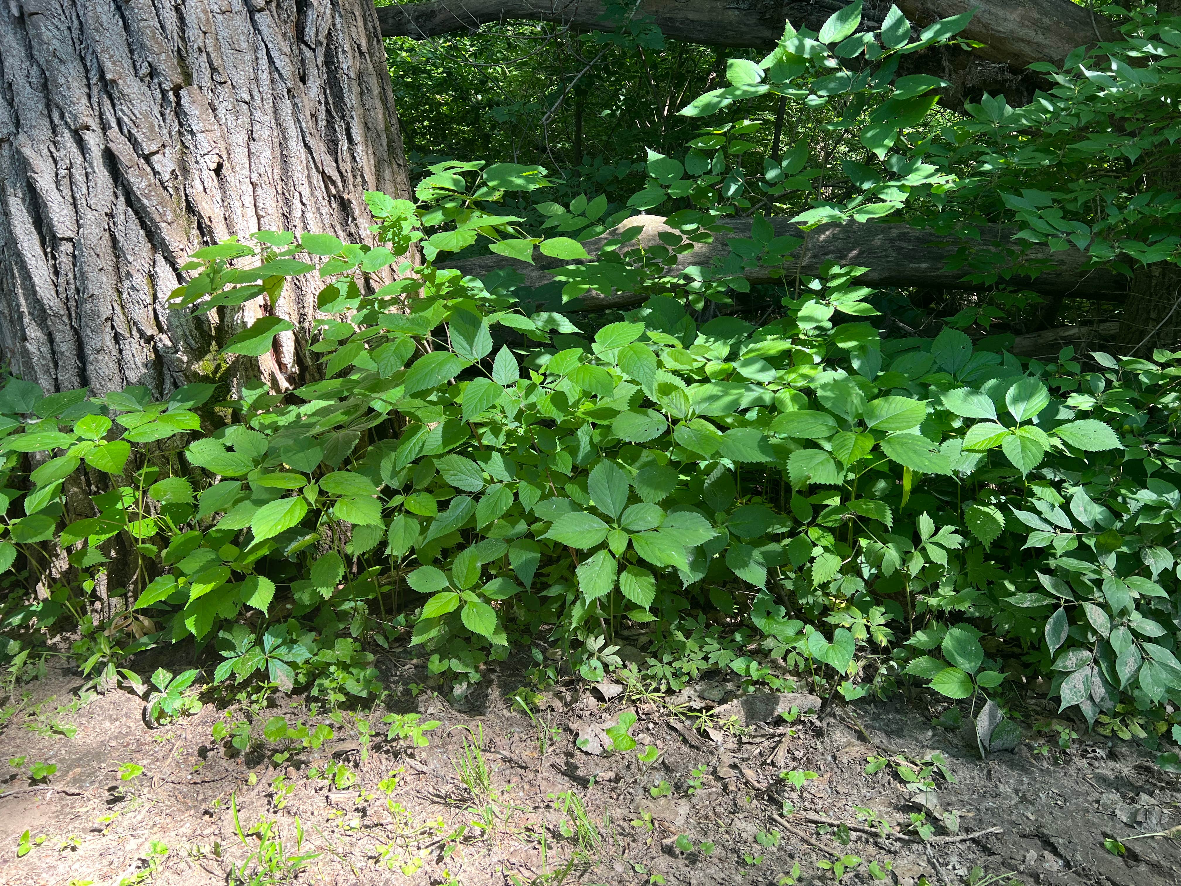 Walnut Woods State Park Campground