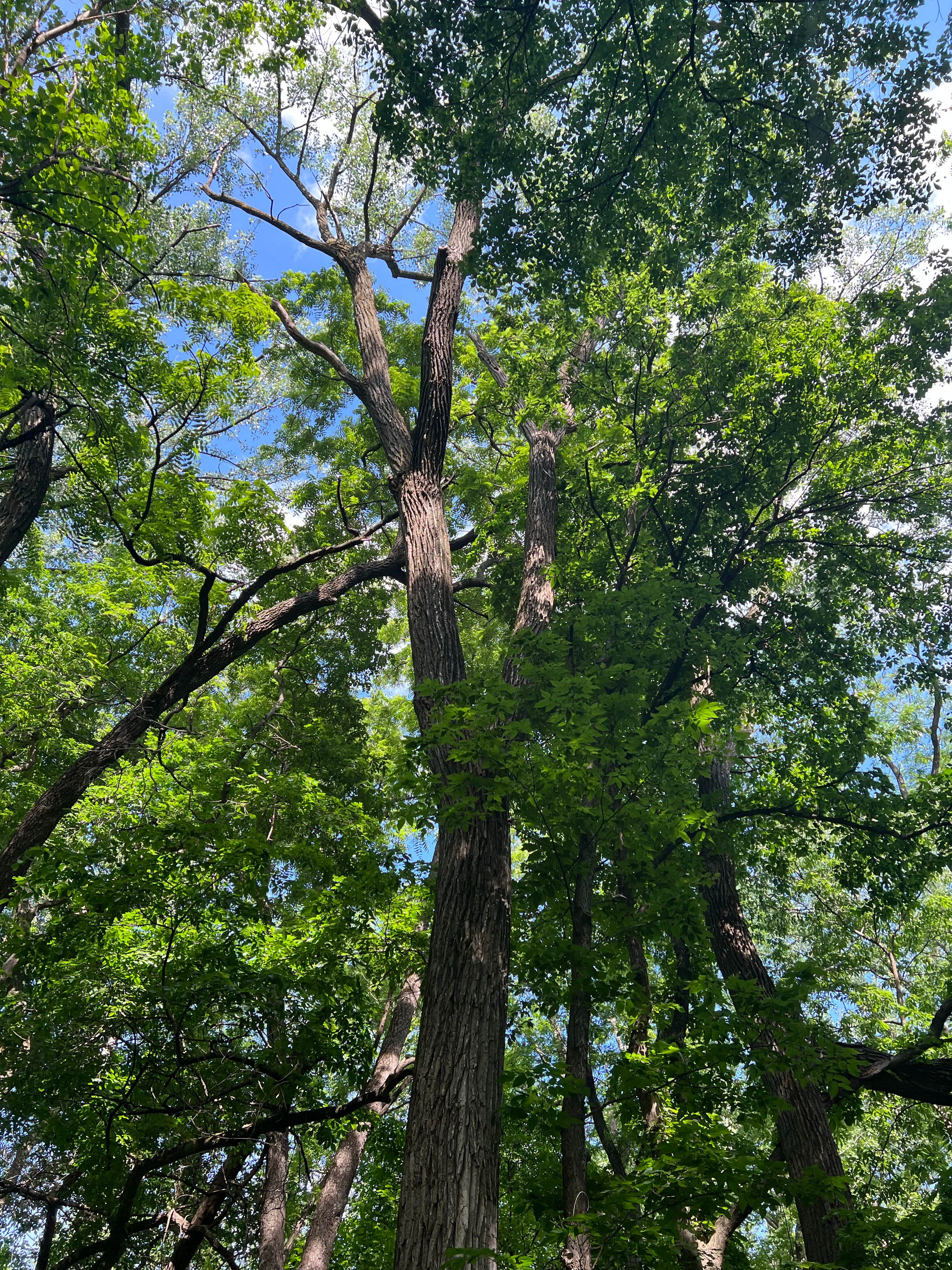 Walnut Woods State Park Campground