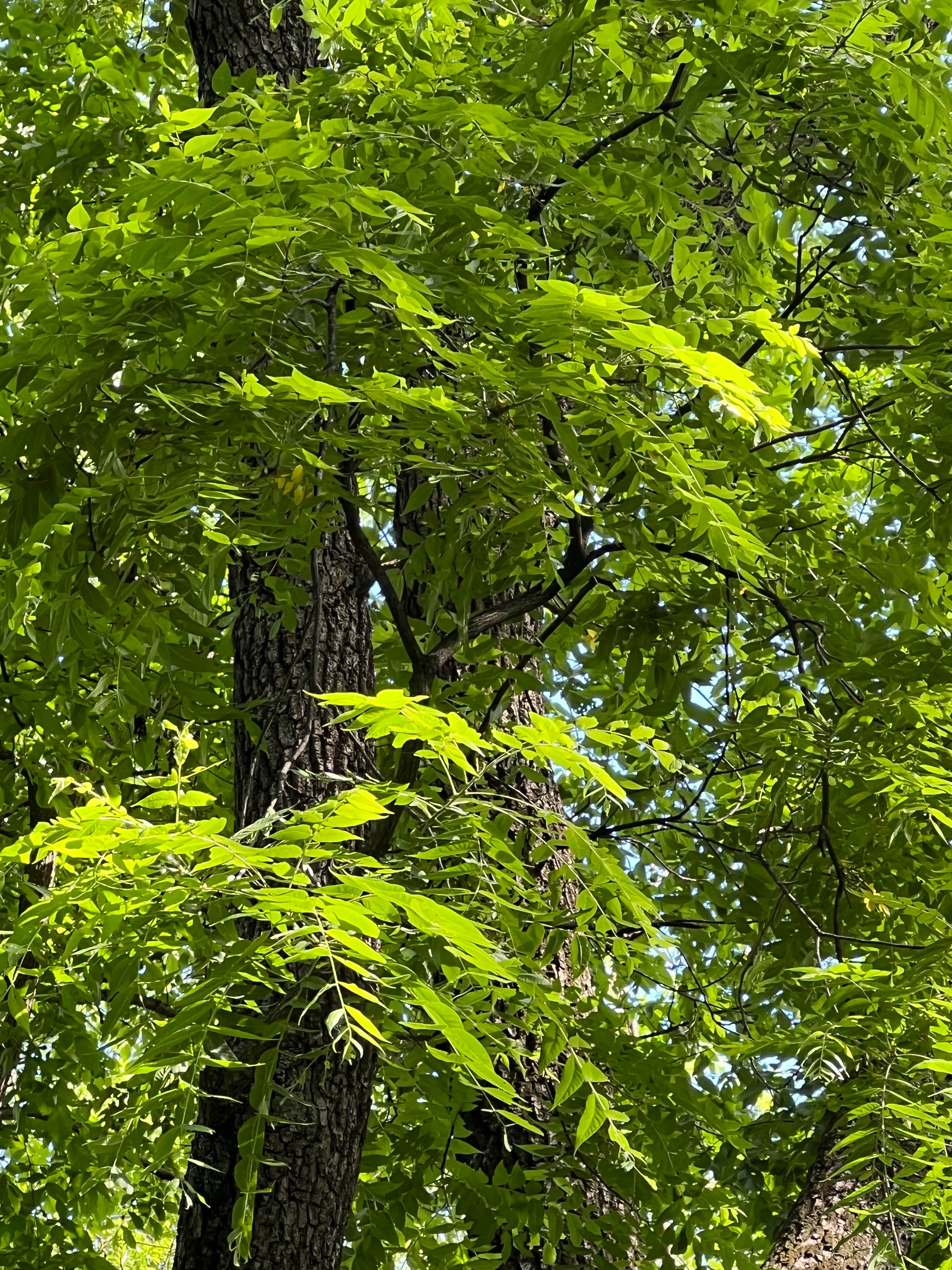 Camper-submitted photo at Walnut Woods State Park Campground near Granger, IA