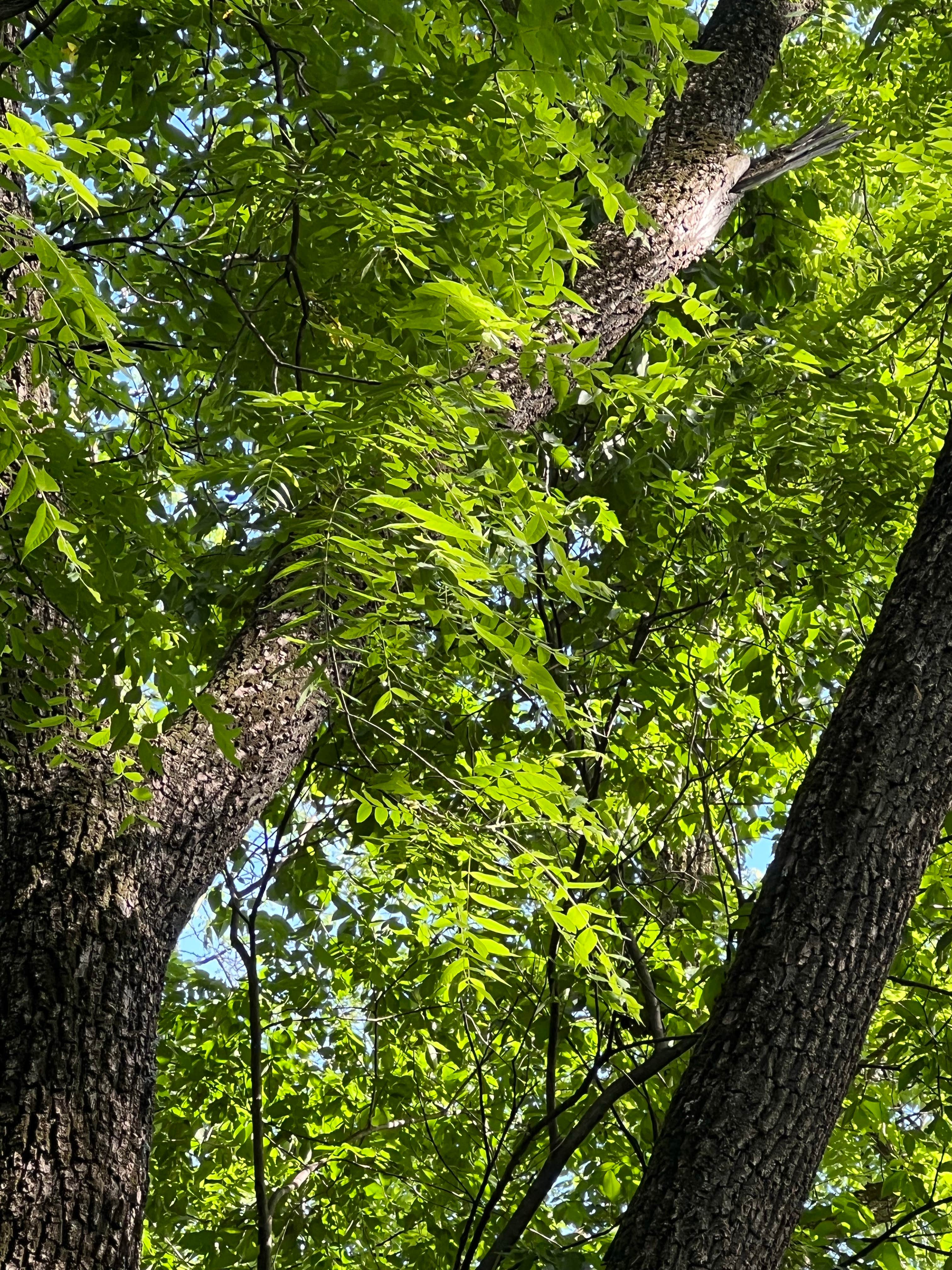 Camper-submitted photo at Walnut Woods State Park Campground near Granger, IA