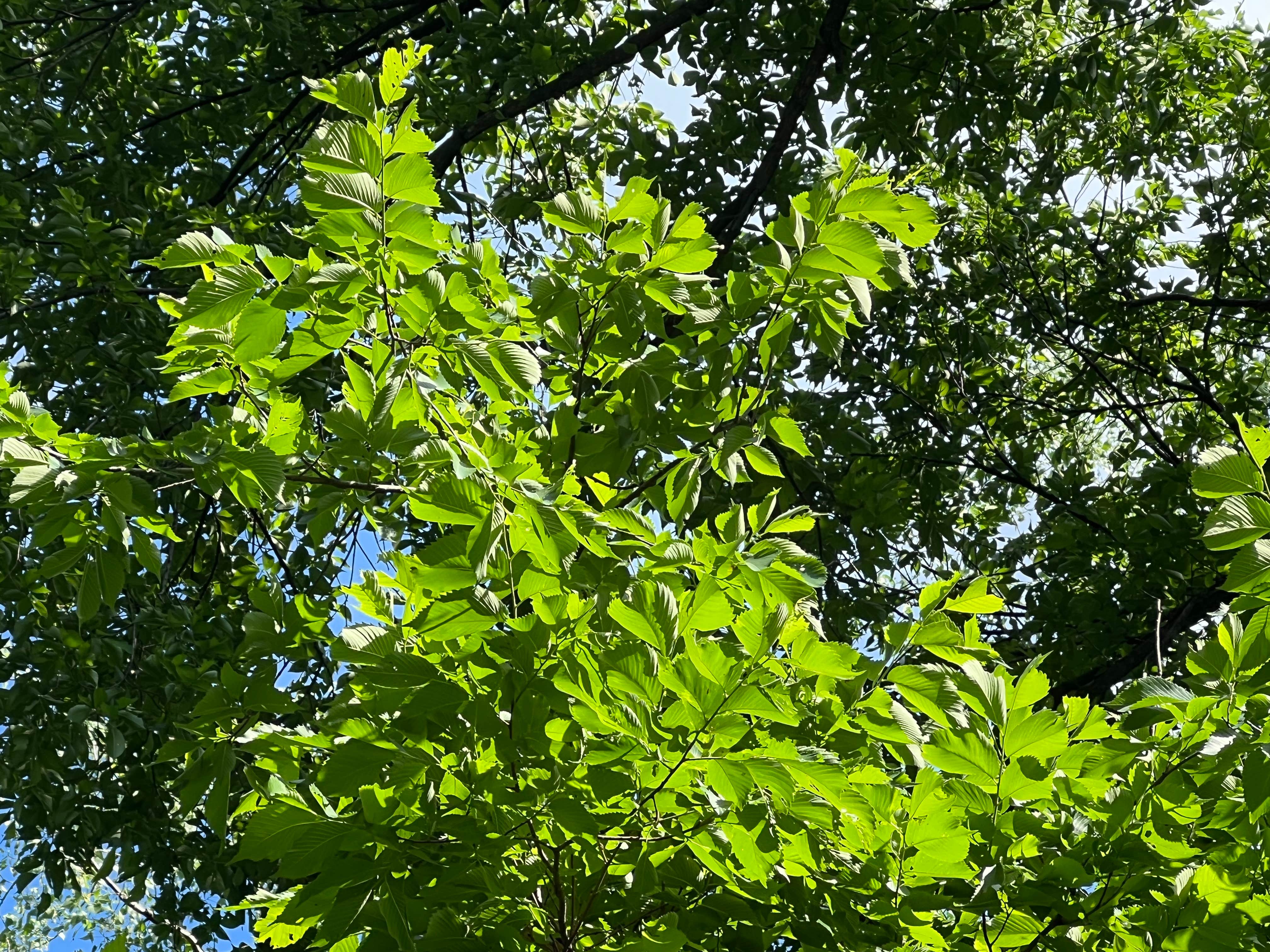 Camper-submitted photo at Walnut Woods State Park Campground near Granger, IA