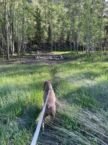 patti S.'s photo of camping with pets at Collegiate Peaks near Buena Vista, CO