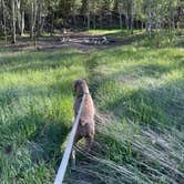 Review photo of Collegiate Peaks by patti S., June 14, 2022