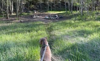 patti S.'s photo of camping with pets at Collegiate Peaks near Buena Vista, CO