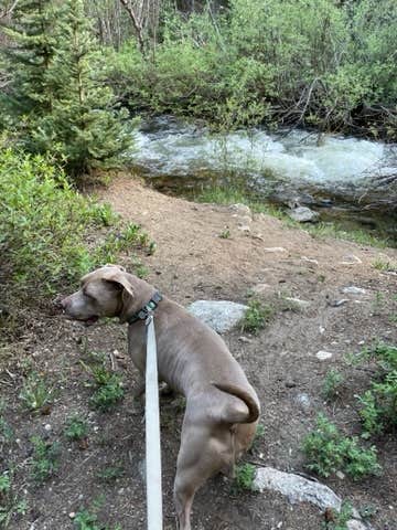 patti S.'s photo of camping with pets at Collegiate Peaks near Buena Vista, CO