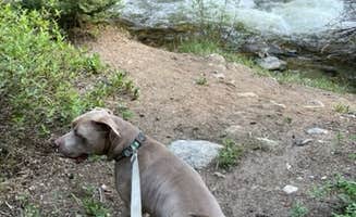 patti S.'s photo of camping with pets at Collegiate Peaks near Buena Vista, CO
