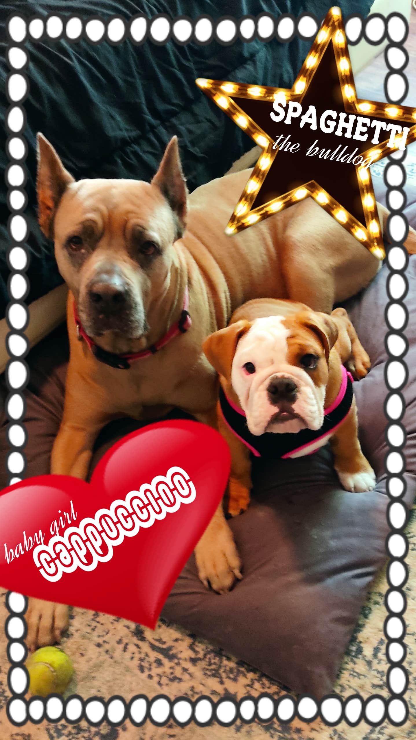 MT S.'s photo of camping with pets at MT SOMEWHERE near Lake Elsinore, CA