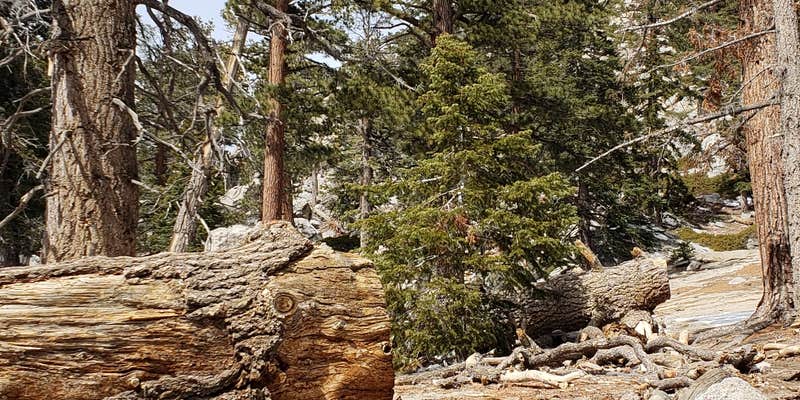 Camper submitted image from Round Valley Campsite — Mount San Jacinto State Park