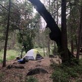 Review photo of Wawona Campground — Yosemite National Park by Chris &., June 15, 2022