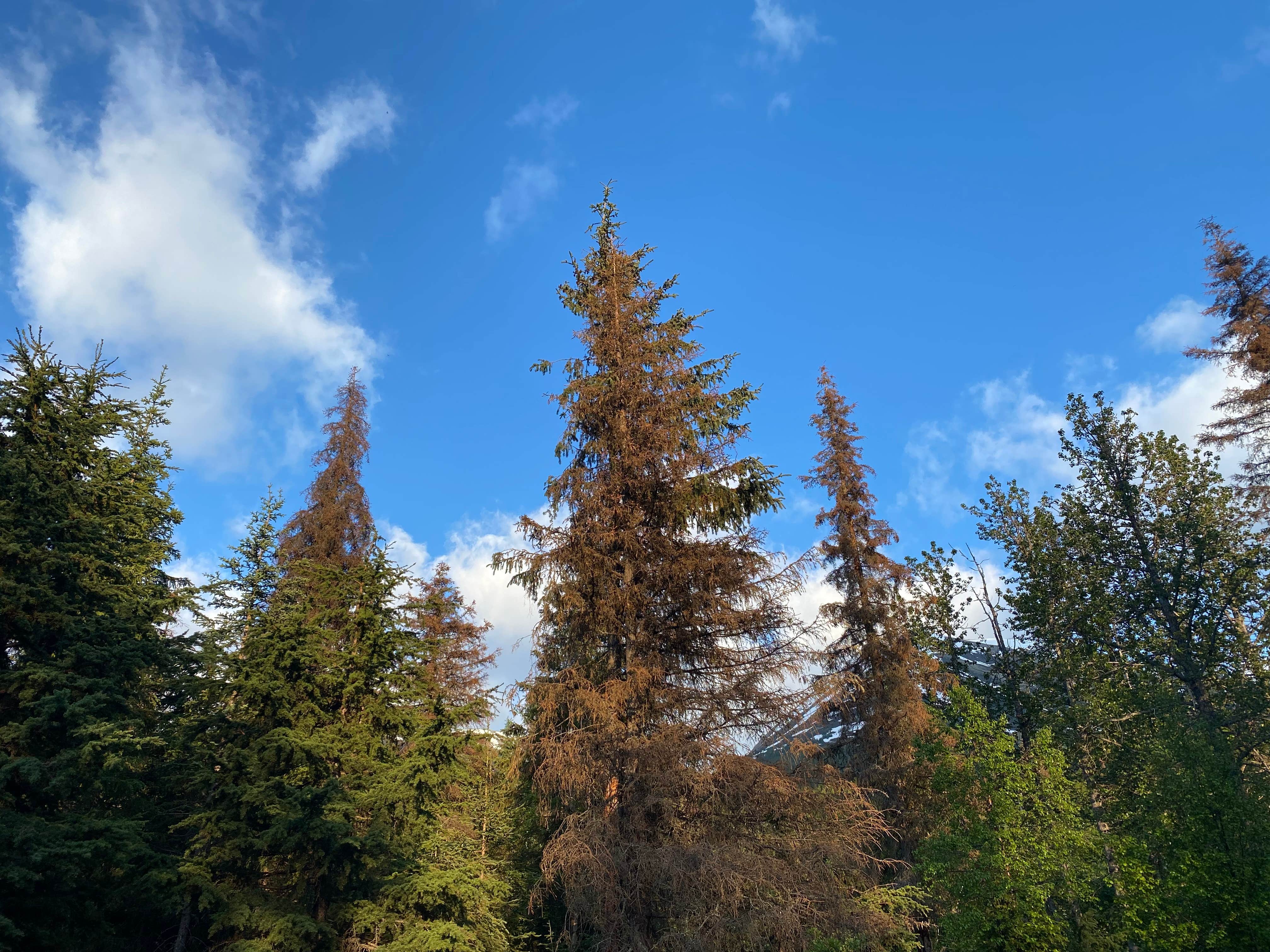Camper-submitted photo at Tenderfoot Creek near Chugach National Forest
