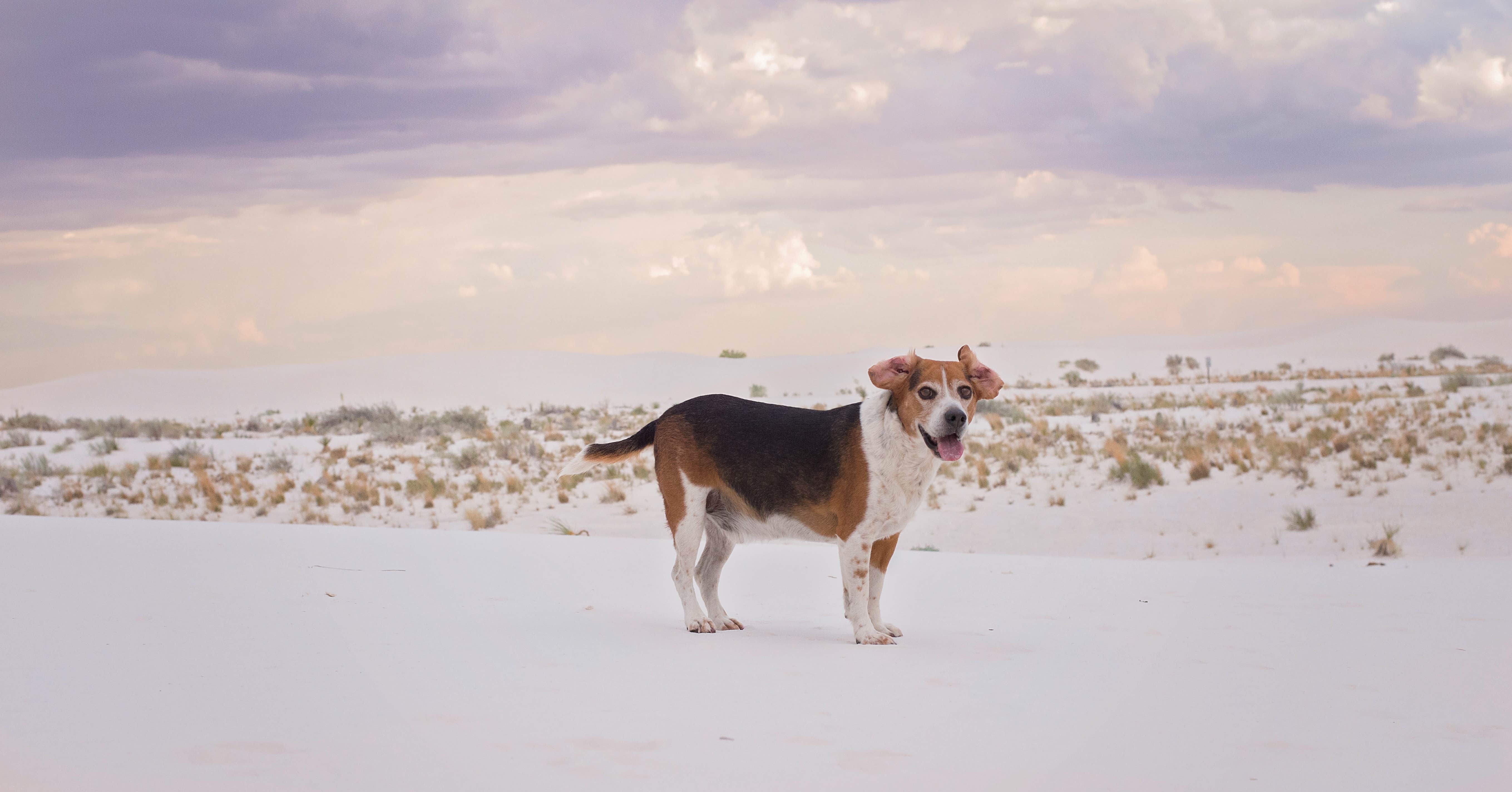 Brittany N.'s photo of camping with pets at Alamogordo / White Sands KOA near Alamogordo, NM