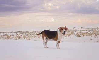 Brittany N.'s photo of camping with pets at Alamogordo / White Sands KOA in New Mexico