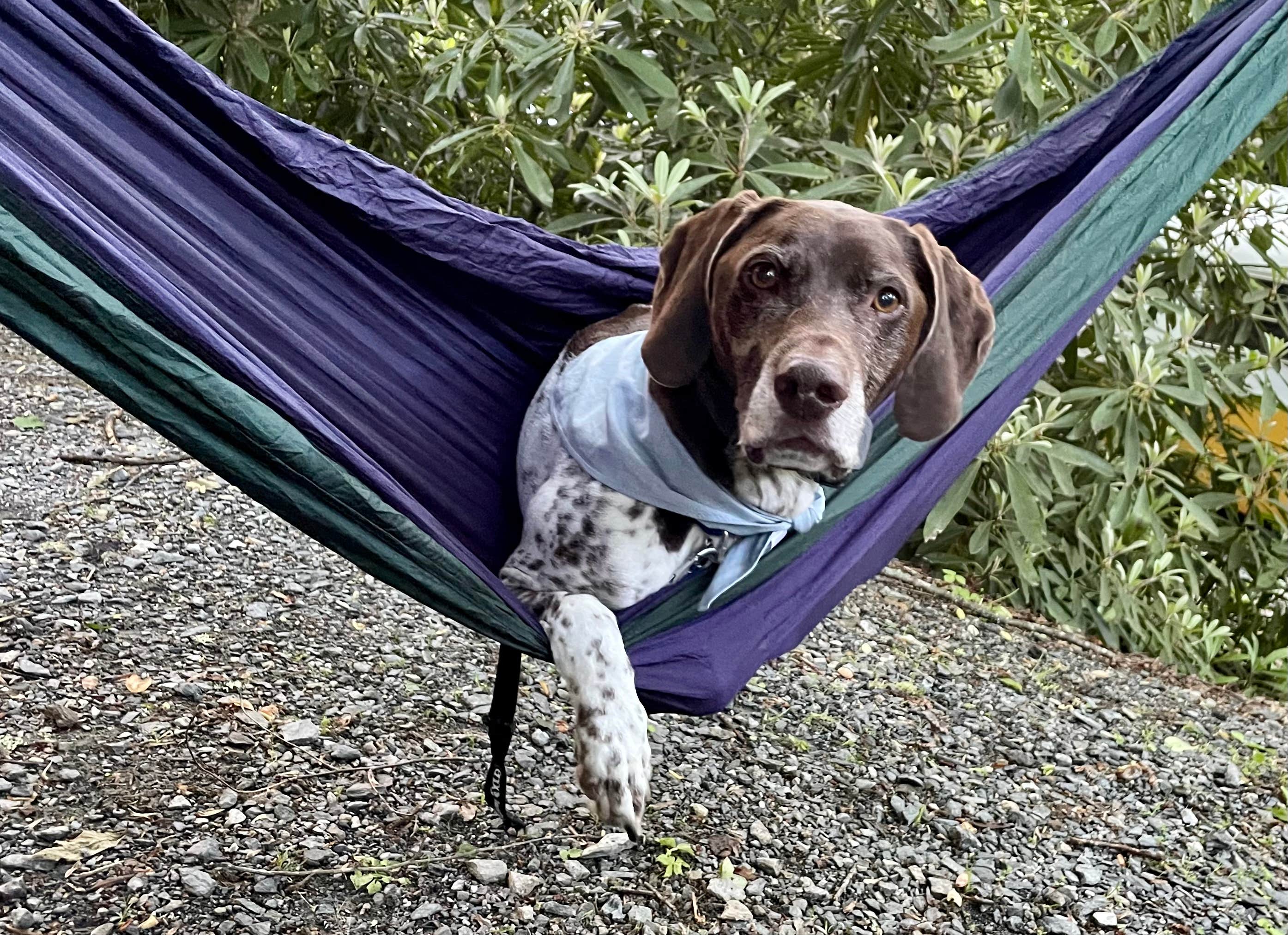 Carie S.'s photo of camping with pets at Honey Bear Campground near West Jefferson, NC