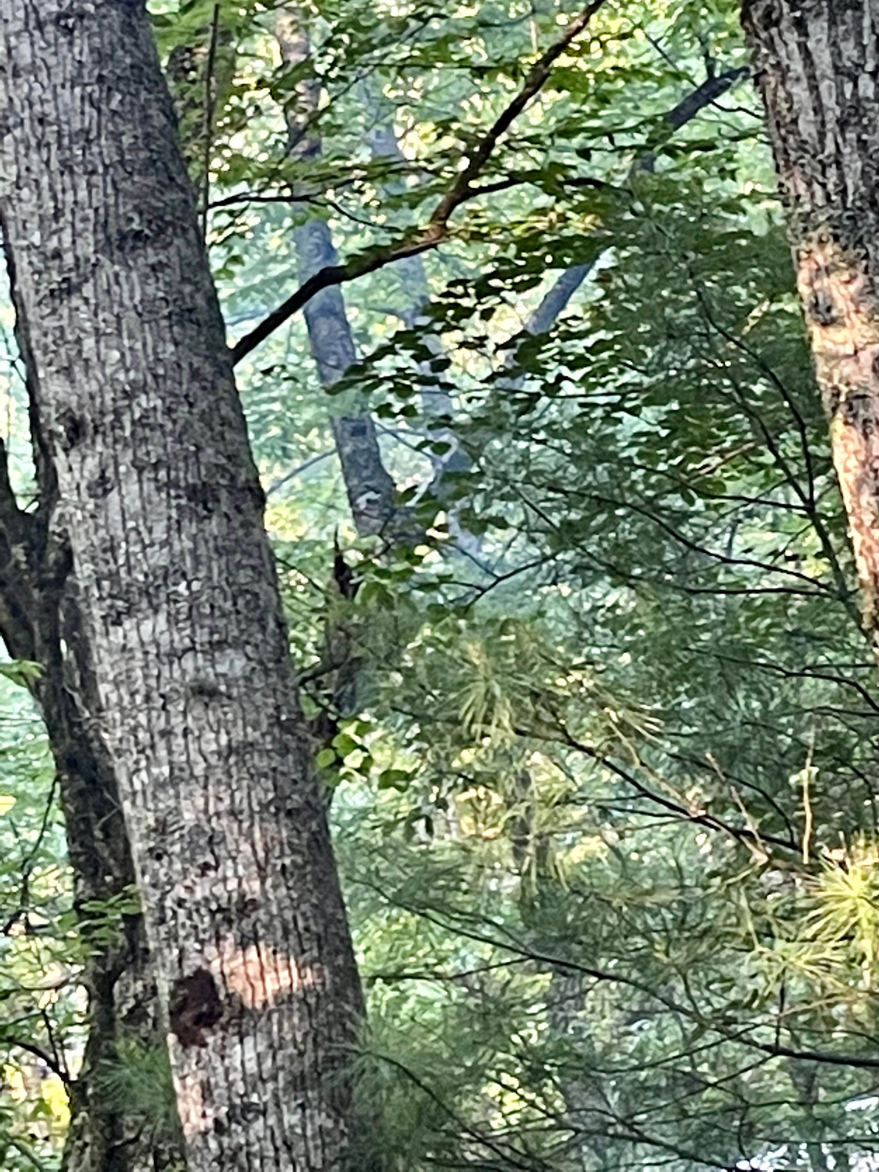 Camper-submitted photo at Honey Bear Campground near Vilas, NC