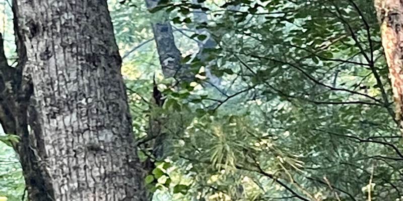 Camper submitted image from Honey Bear Campground