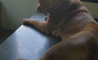 deb K.'s photo of camping with pets at Adrian City Park near Spirit Lake, IA