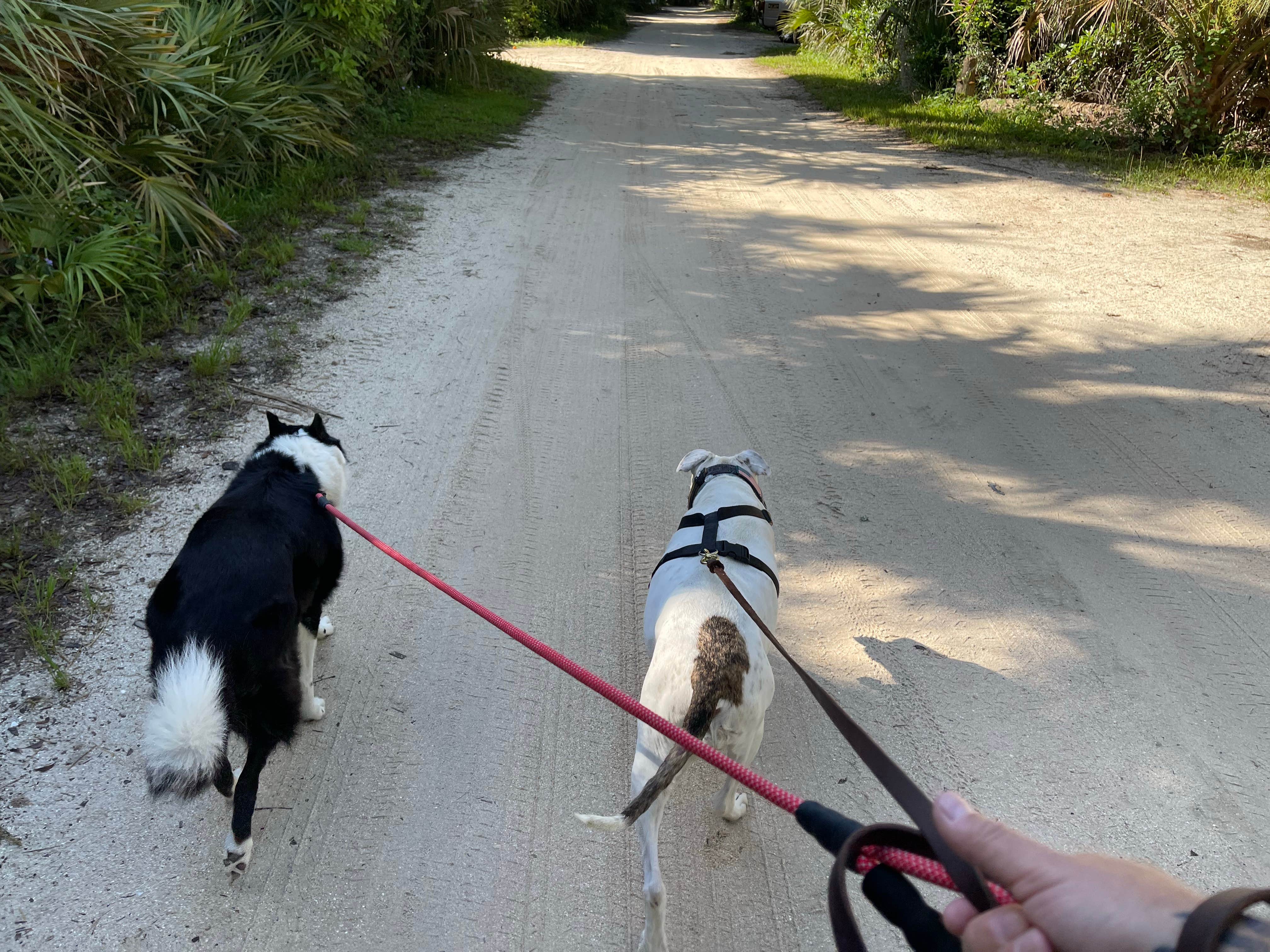 Jeff A.'s photo of camping with pets at Tomoka State Park Campground near New Smyrna Beach, FL