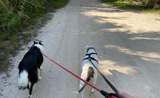Jeff A.'s photo of camping with pets at Tomoka State Park Campground near Oak Hill, FL