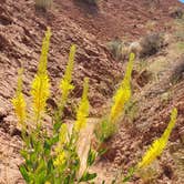 Review photo of Green River Campground — Dinosaur National Monument by Todd J., June 15, 2022