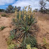 Review photo of Green River Campground — Dinosaur National Monument by Todd J., June 15, 2022