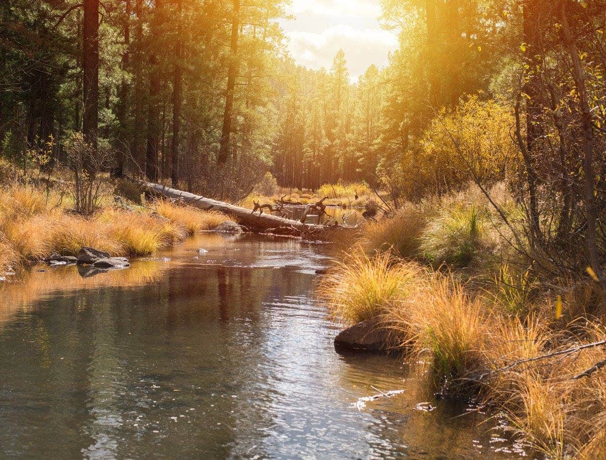 Camper-submitted photo at Black River Dispersed near Whiteriver, AZ