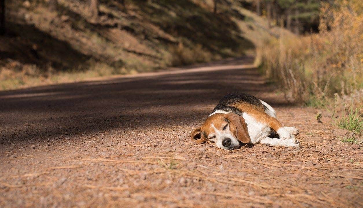 Camper-submitted photo at Black River Dispersed near Whiteriver, AZ