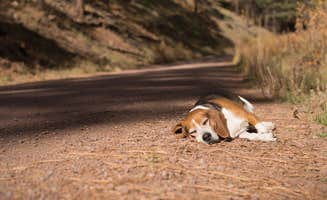 Brittany N.'s photo of camping with pets at Black River Dispersed near Alpine, AZ