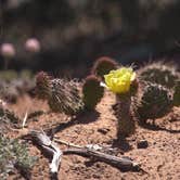 Review photo of Horsethief Campground by Sophie , June 16, 2022